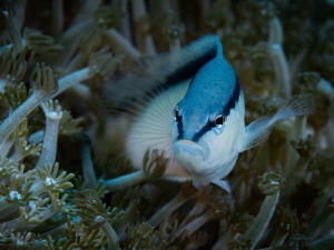 blue-white by Marc Van Den Broeck 